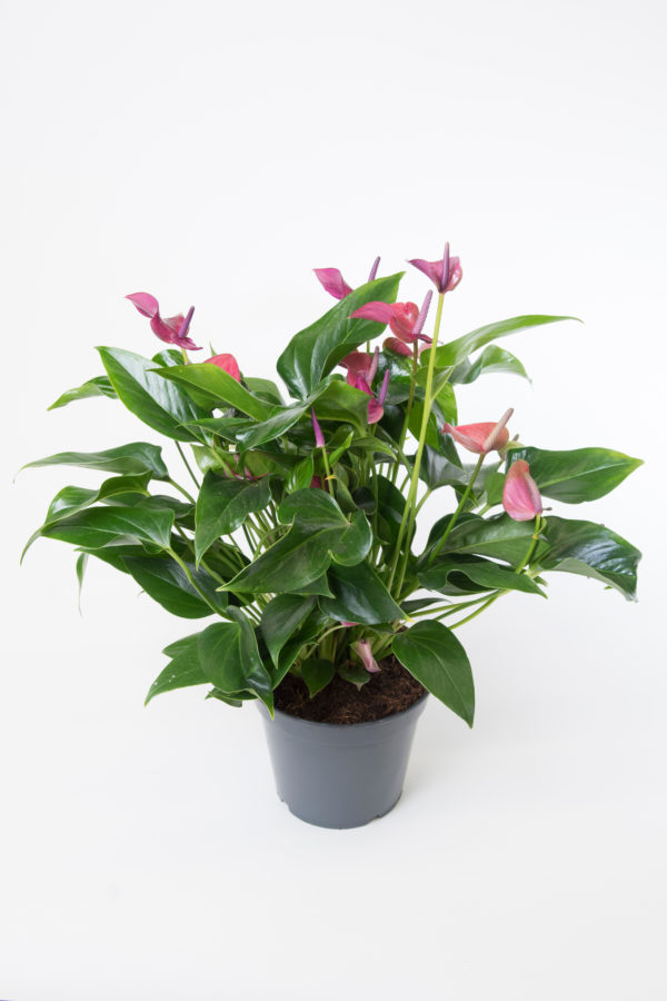 Anthurium à fleurs Rouge / Orangé – Althéa Fleuriste