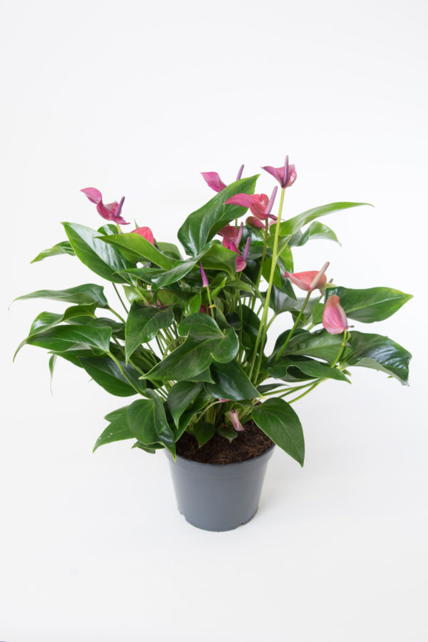 Anthurium à fleurs Rouge / Orangé – Althéa Fleuriste