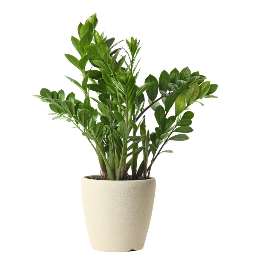 Plantes vertes d'intérieur tendance – Althéa Fleuriste